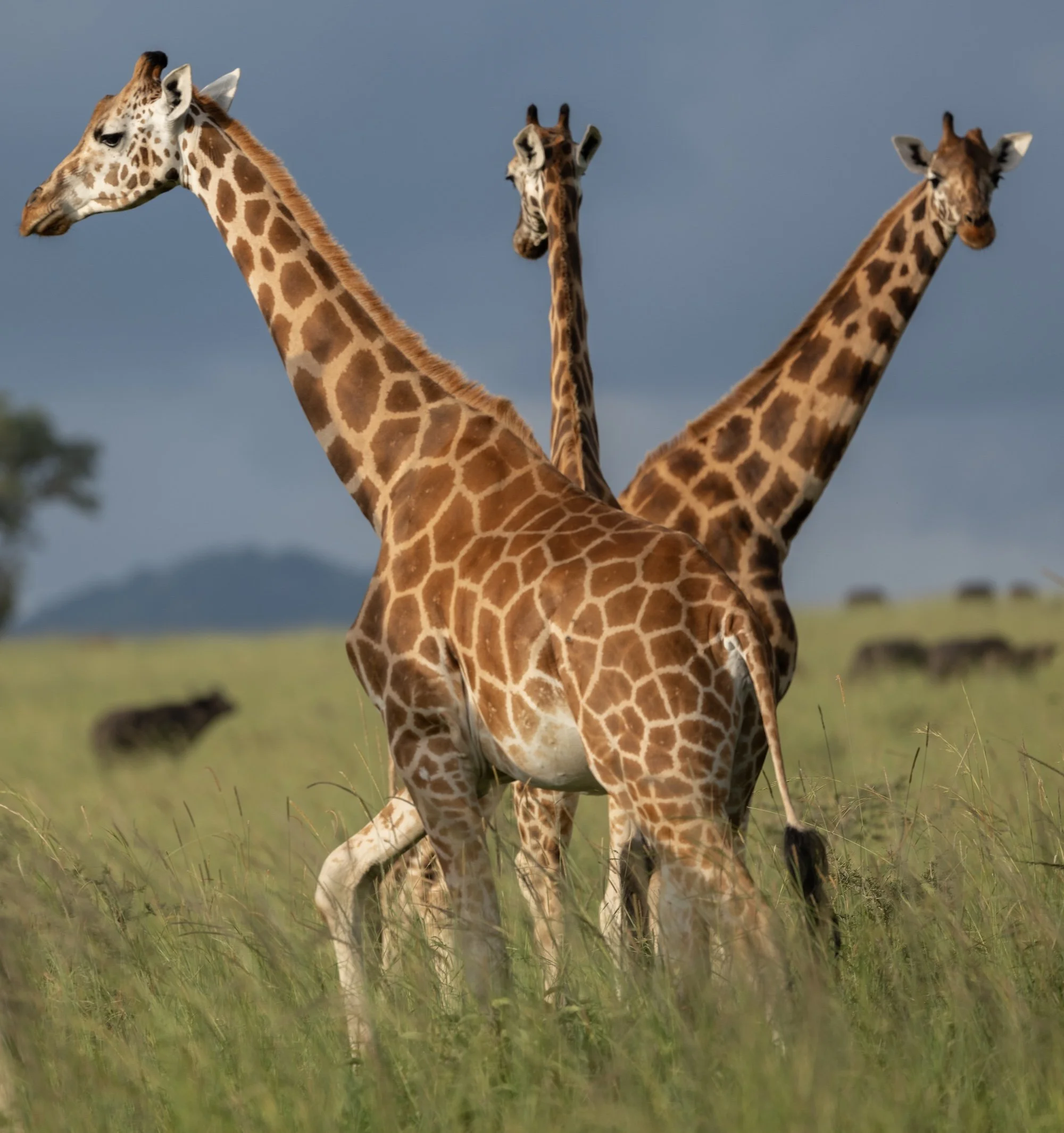 crop_Kidepo Valley National Park_Karamoja region_Northeast Uganda_03-06.06.25_David Chancellor_00832.jpg