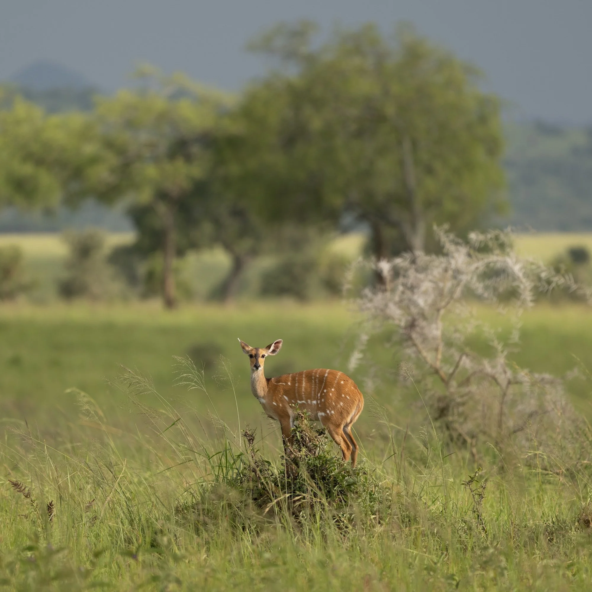 crop_Kidepo Valley National Park_Karamoja region_Northeast Uganda_03-06.06.25_David Chancellor_01524 (1).jpg