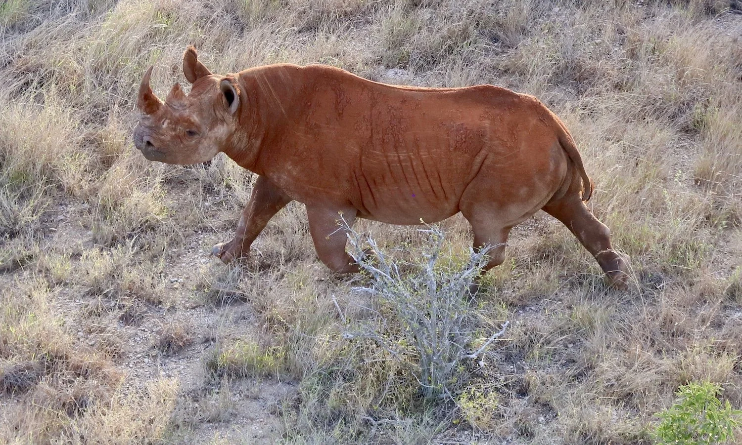 20190509-rhino-tenp-Lelesit-TTZ-NT 2.jpeg