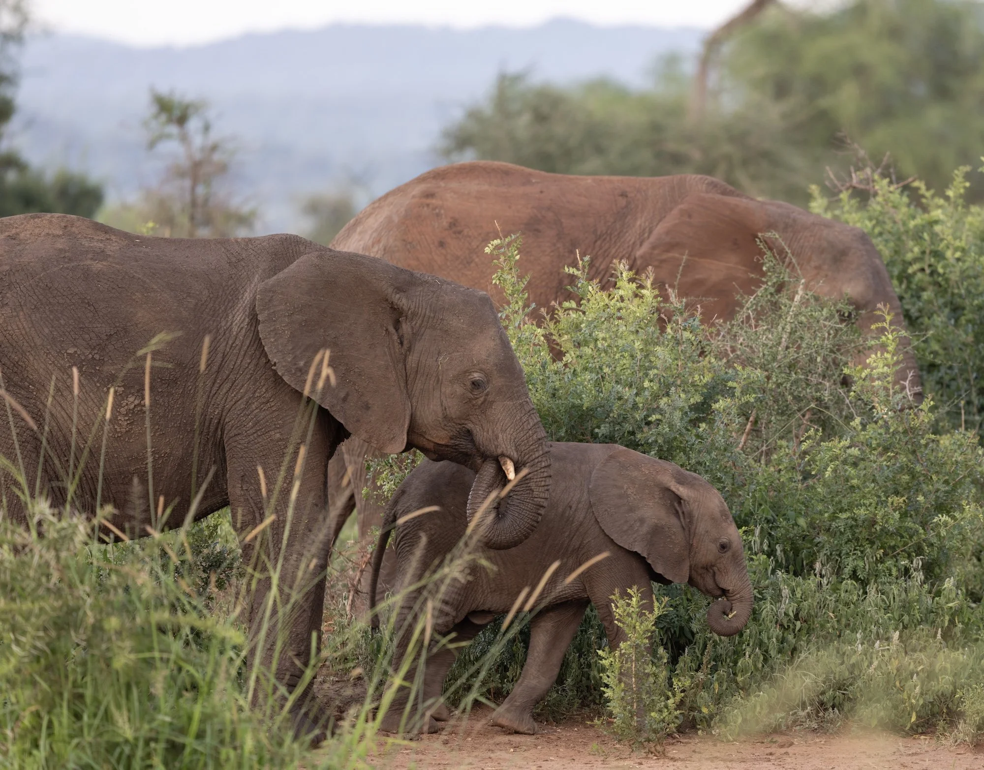 crop_Kidepo Valley National Park_Karamoja region_Northeast Uganda_03-06.06.25_David Chancellor_01642.jpg