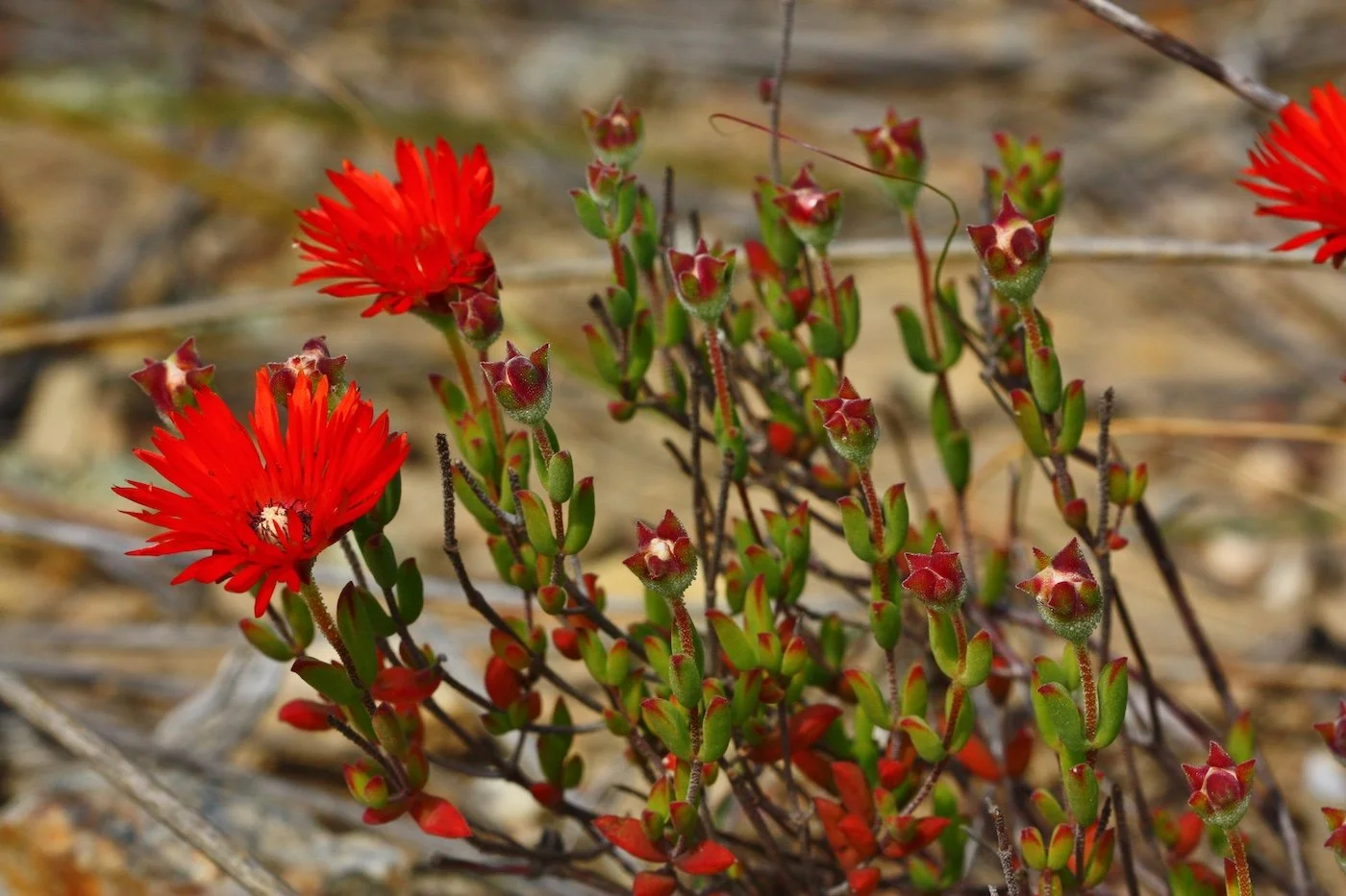 Drosanthemum lavisii_Endangered.JPG