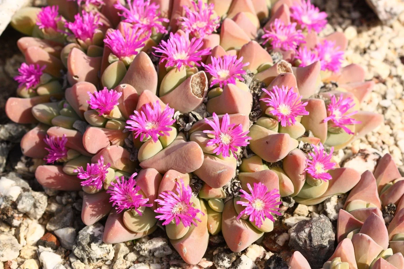Gibbaeum hartmannianum_Endangered (3).JPG