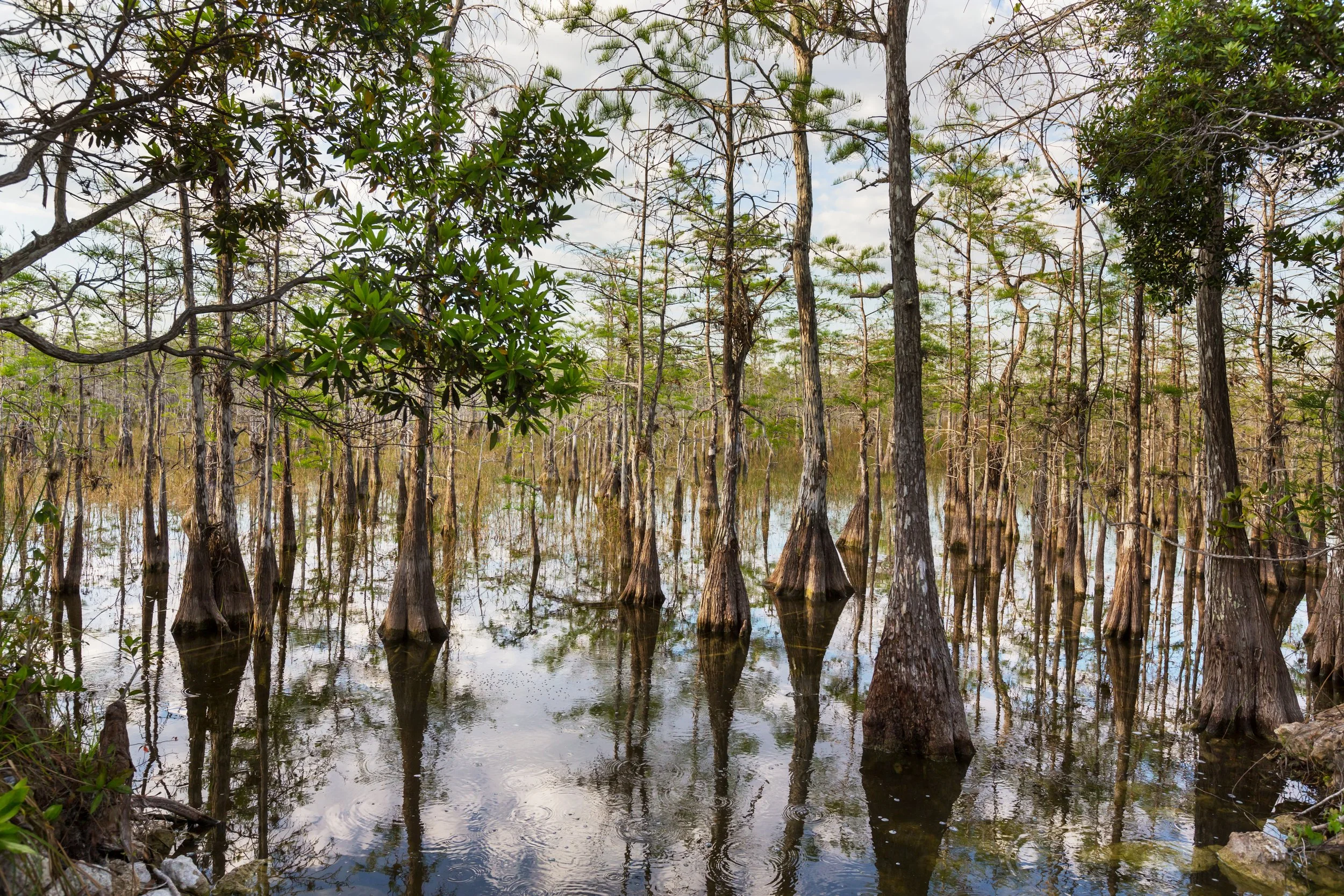 Appraising the Mineral Rights Beneath the Everglades