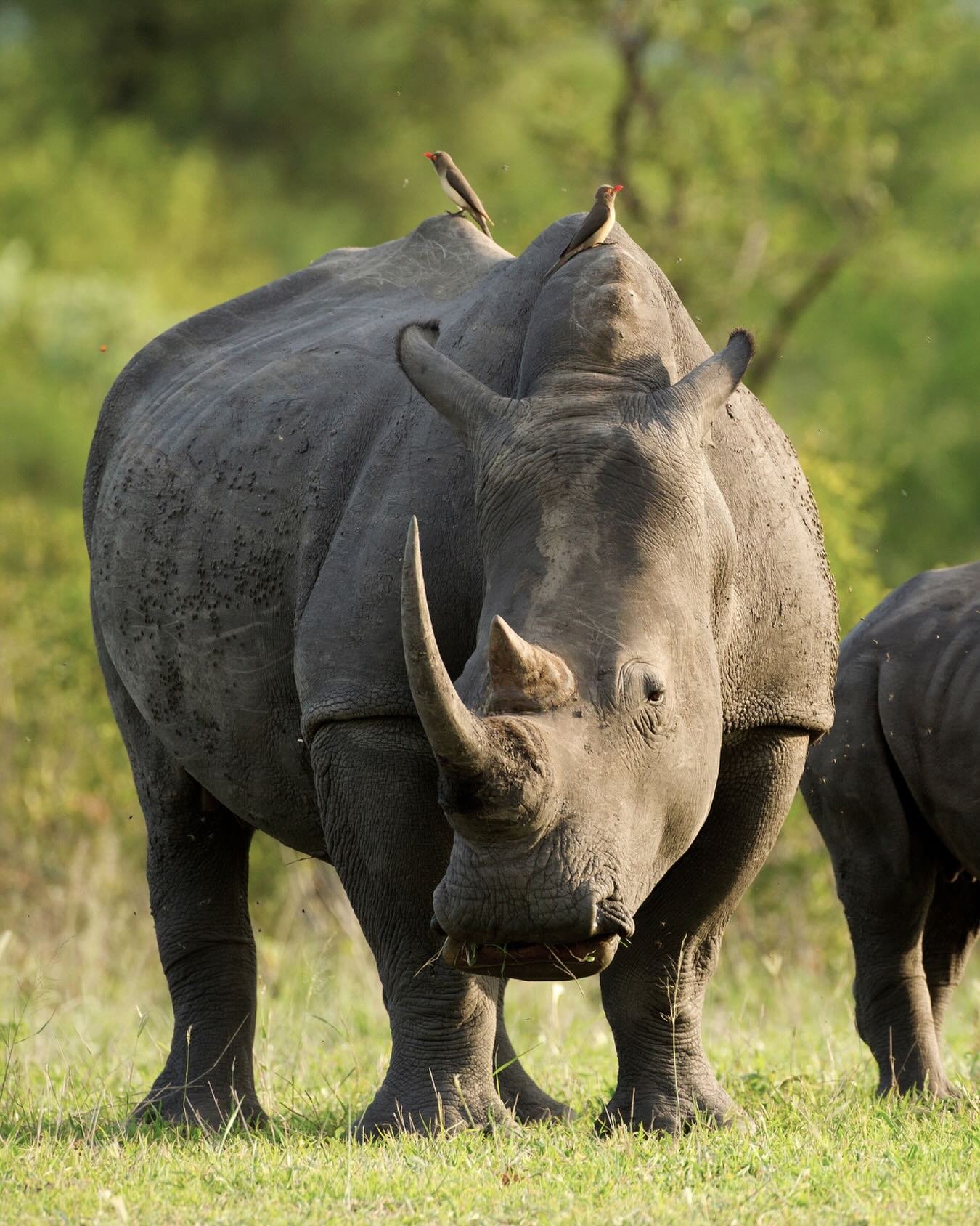 Happy New Year!

At WildLandscapes, we&rsquo;re carrying some real hope into 2026. After years of careful groundwork,  we&rsquo;re thrilled to share that our first rhinos are planned to arrive at Kidepo Valley National Park from Ziwa Sanctuary in the