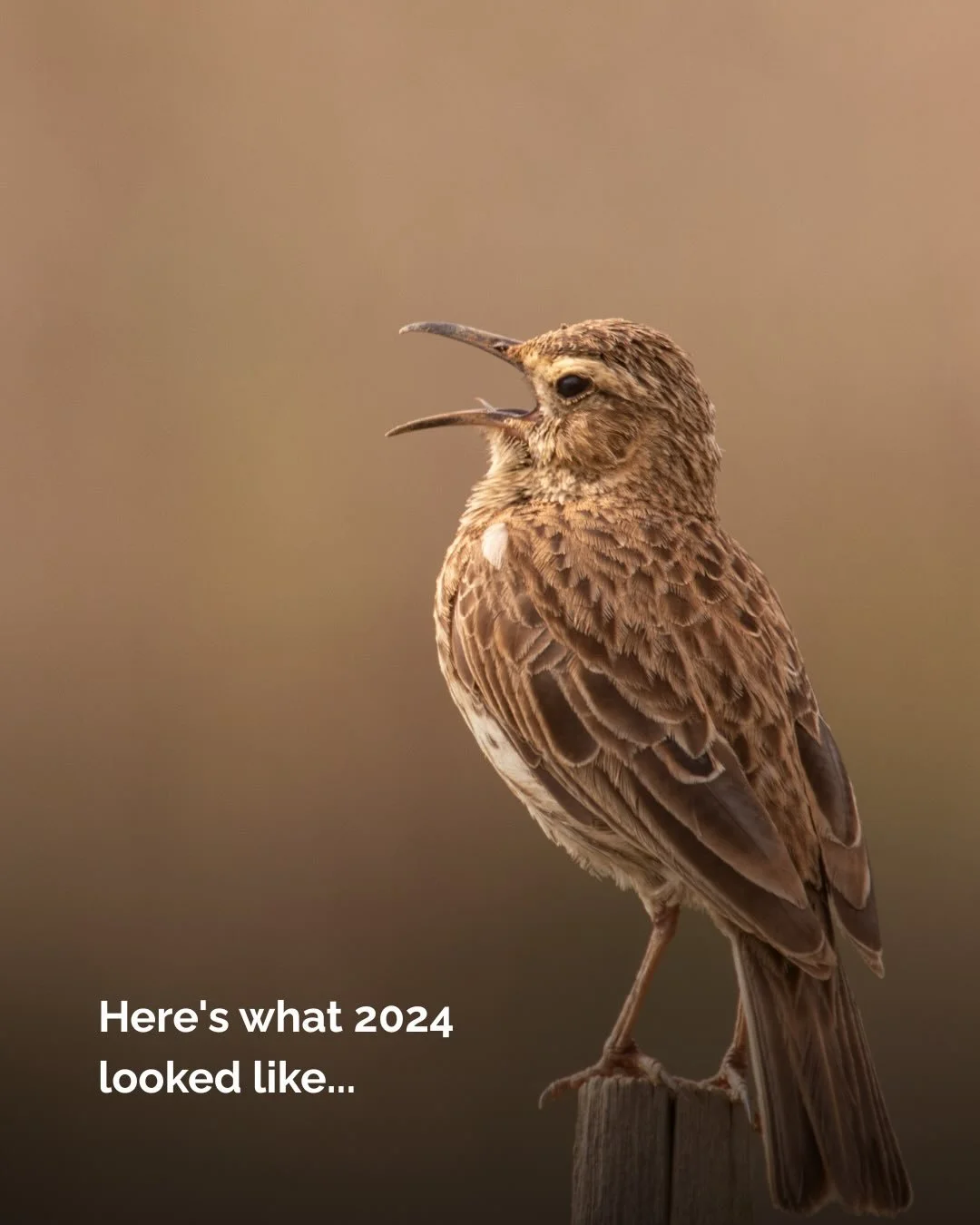 As we head into the final weeks of the year, we&rsquo;ve been reflecting not just on the last eleven months, but on everything that has grown out of 2024, a year of real change for WildLandscapes. It was a year that set new foundations: significant a