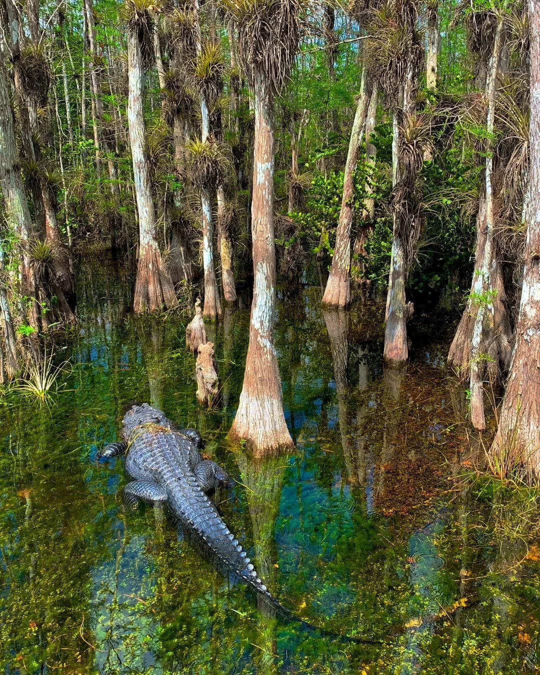 One of the most overlooked but essential parts of conservation work happens not in the field, but in courthouse archives and dusty ledgers dating back to the 1800s.

For the Green Heart of the Everglades project, securing 449,689 acres of mineral rig