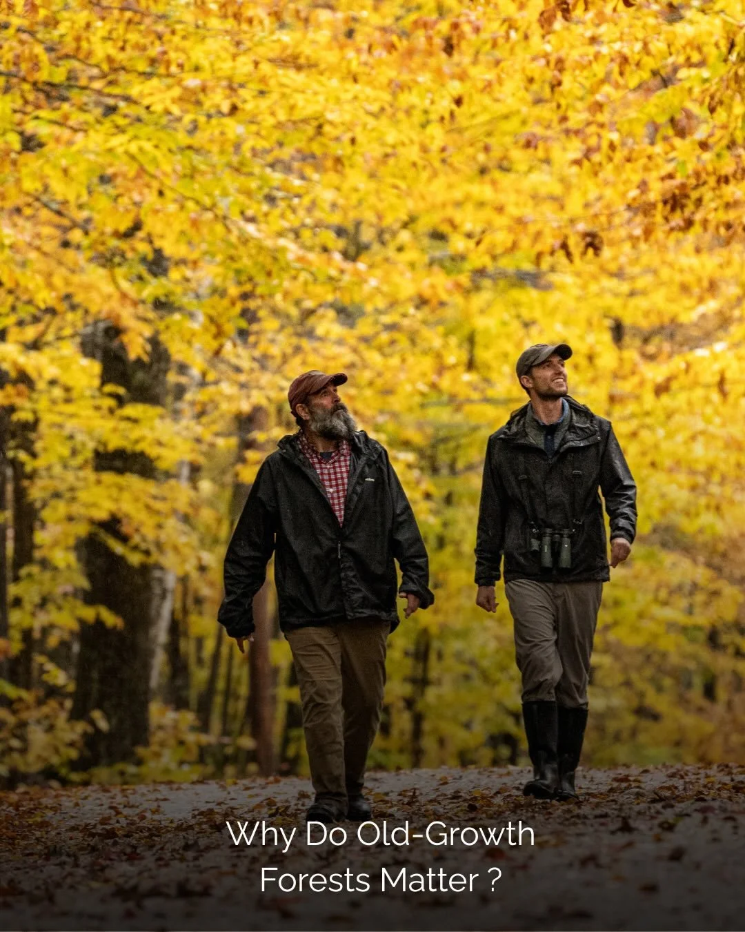 Most people think of forests in straightforward terms: plant trees, store carbon, problem solved. But spend time in an old-growth forest and the picture becomes more complicated. Dead limbs hang at odd angles, fallen logs criss-cross the floor, and g