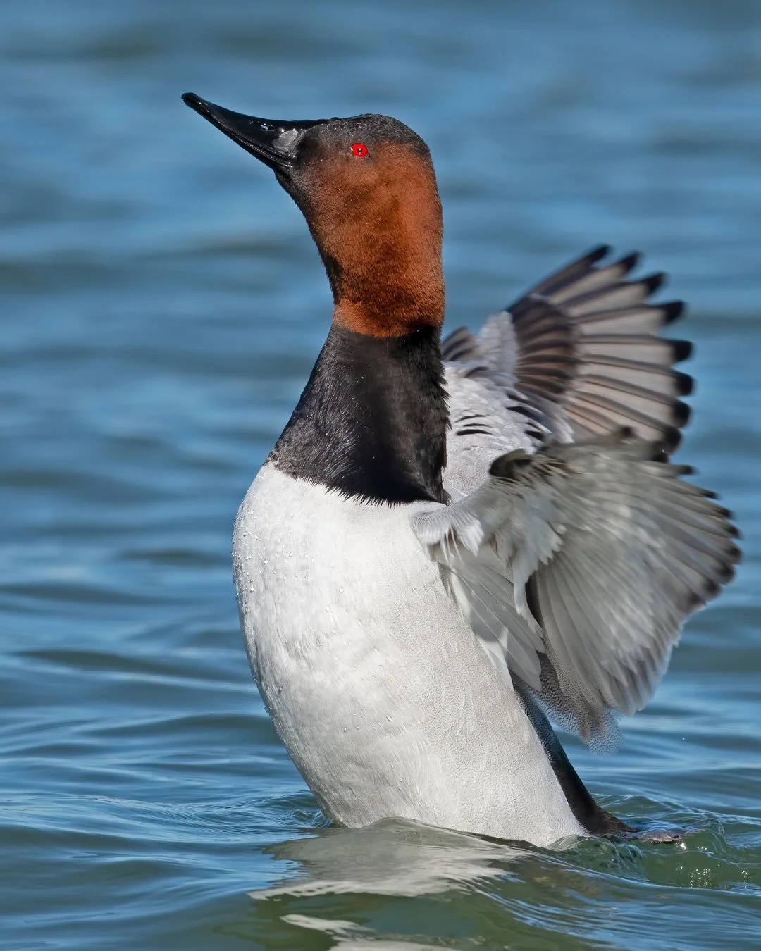 Catahoula Lake, known as the largest moist soil unit in North America, is one of only ten U.S. sites designated a Ramsar Wetland of International Importance. The U.S. Fish and Wildlife Service @usfws has called it &ldquo;the most important inland wet