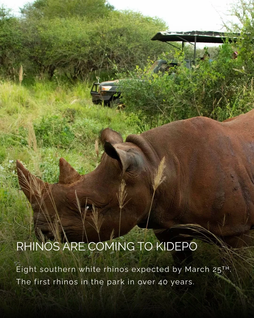 By March 25ᵀᴴ, eight southern white rhinos from Ziwa Rhino Sanctuary are expected to arrive at Kidepo Valley National Park. They will be the first rhinos to set foot in the park in over 40 years.

Southern white rhinos are a new introduction for Kide