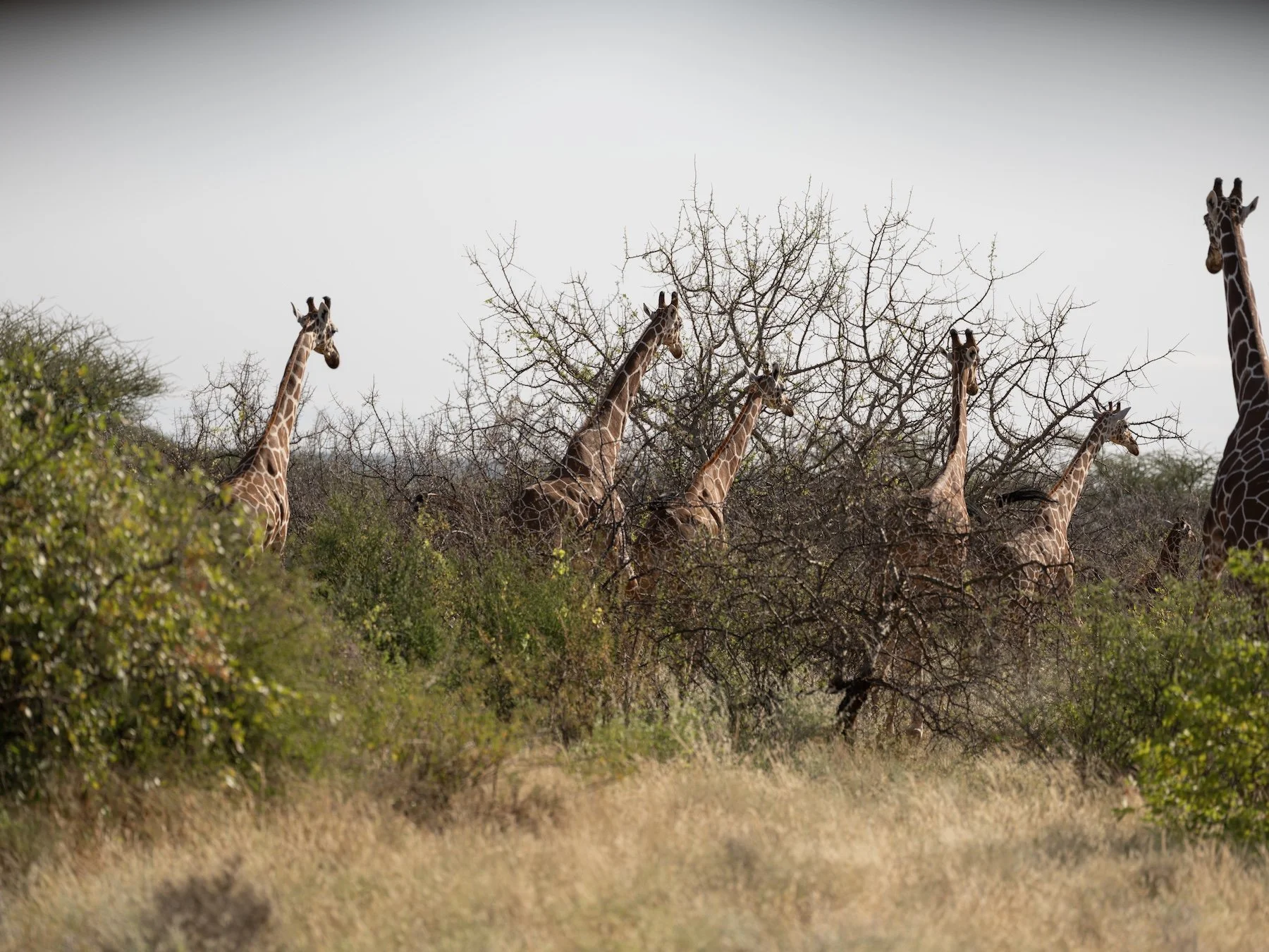 Sera Conservancy_Northern Kenya_01-02.06.25_David Chancellor_00914 (2).jpg