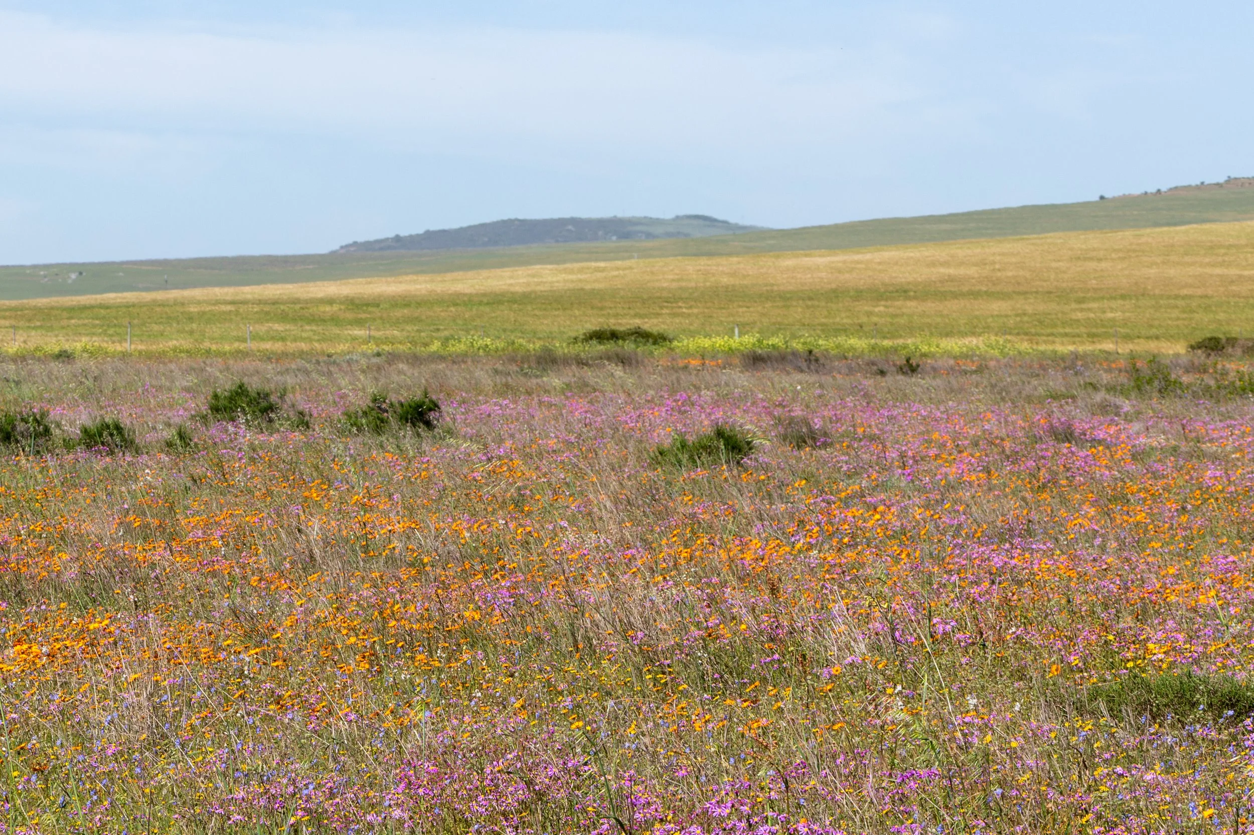 Renosterveld, South Africa