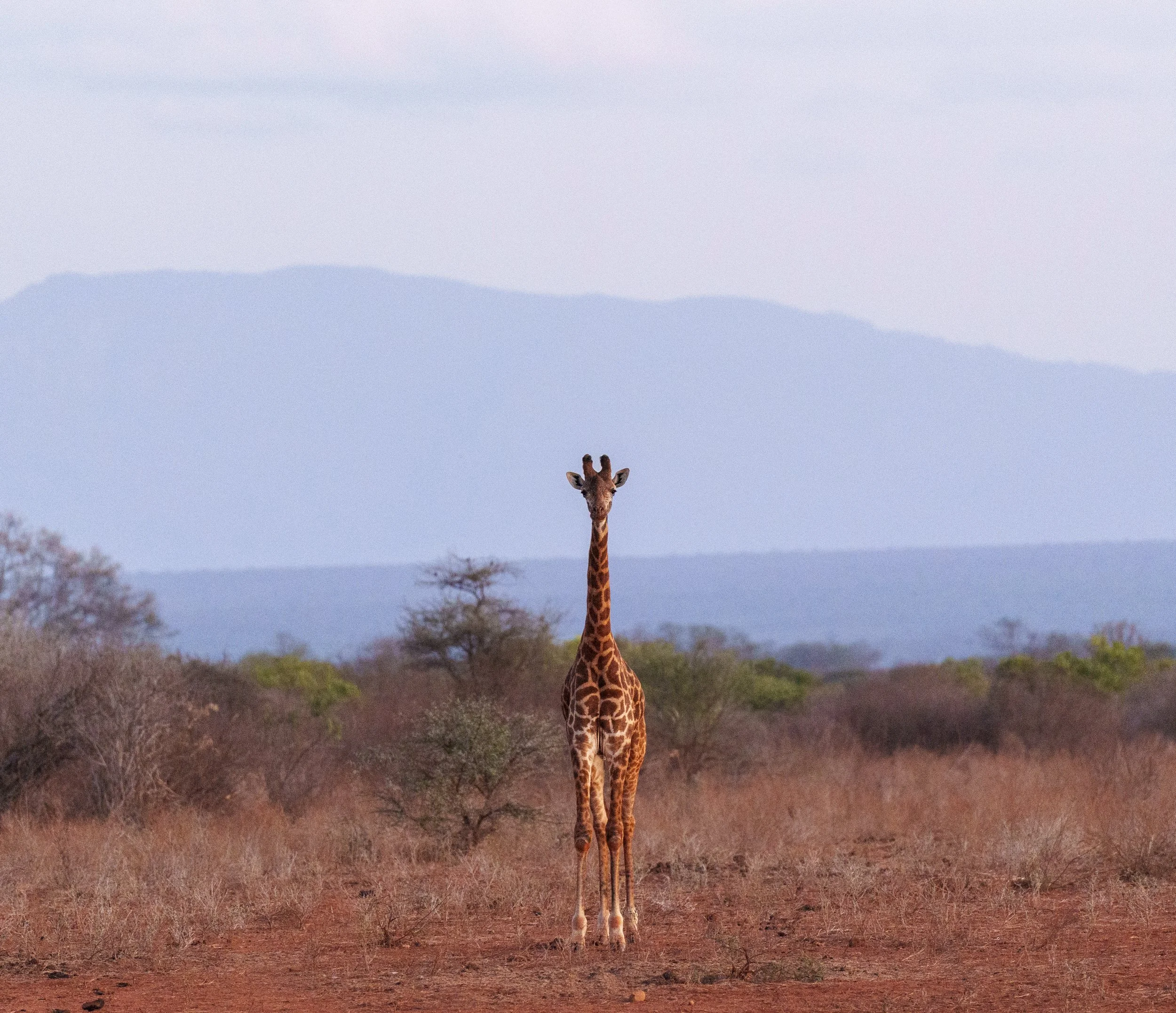 Tsavo, Kenya