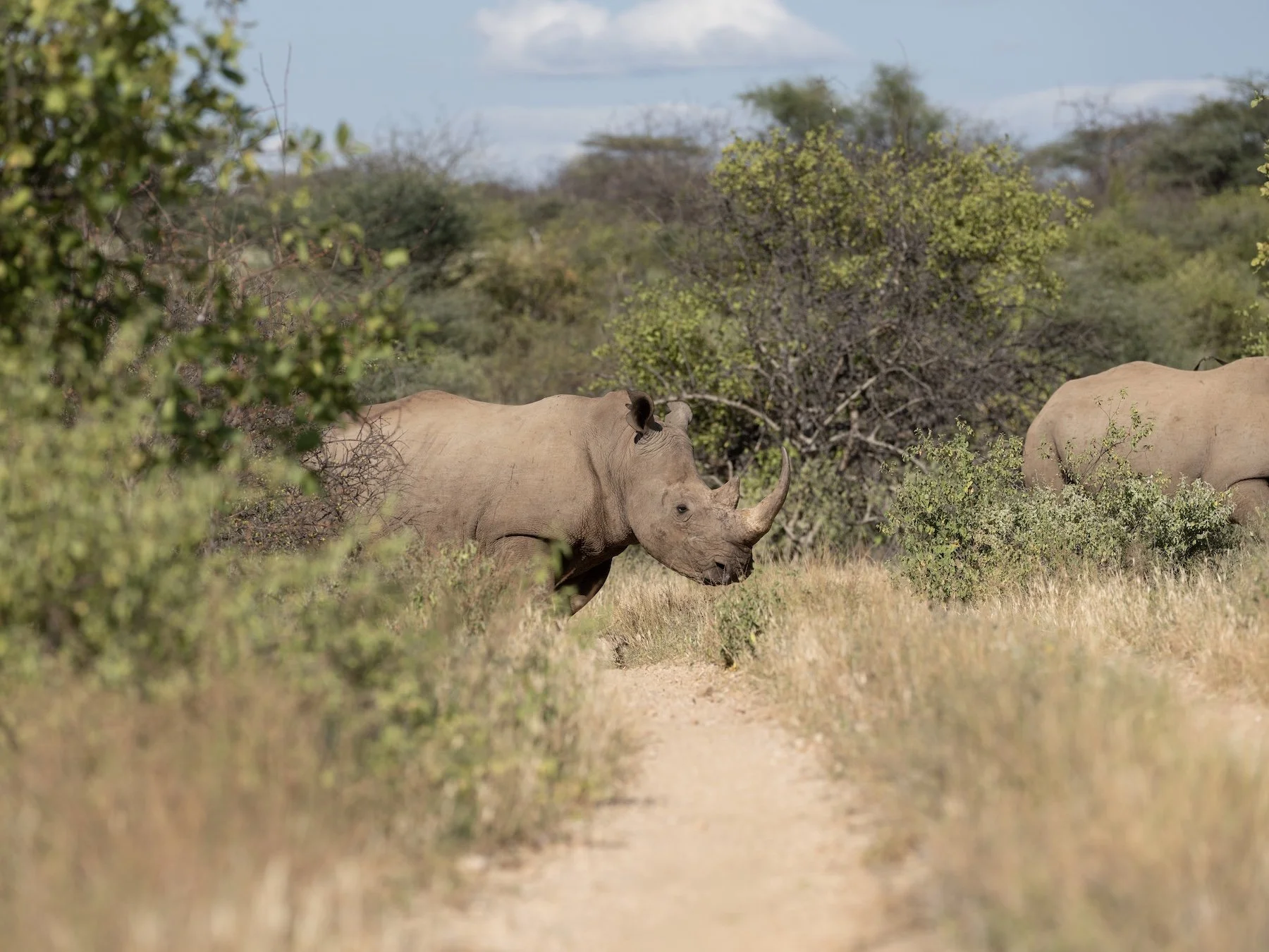 Sera Conservancy_Northern Kenya_01-02.06.25_David Chancellor_00712.jpg