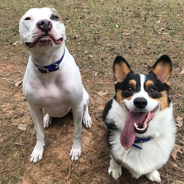 Now I know how all of you human parents feel when your kid is the only one in the yearbook that needs to &ldquo;practice his smile&rdquo; 😂