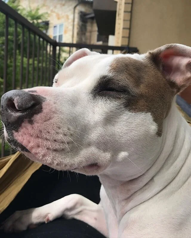 I used to have a hammock on my balcony when I first got Joey and we would sit outside for hours and hours. It was the only way I could get him to stay still. We moved and didn&rsquo;t have a balcony for a while and sort of forgot about our tradition.
