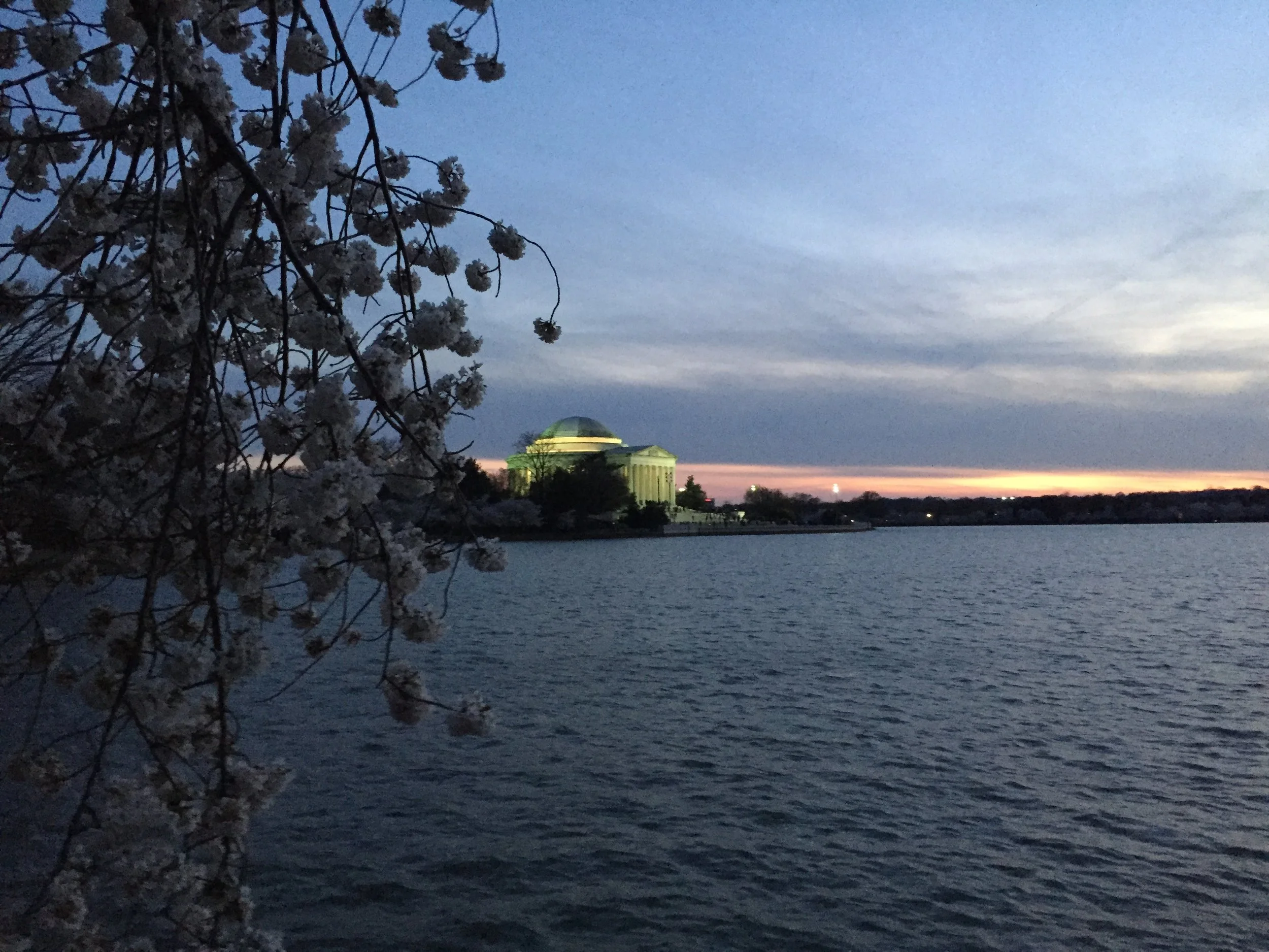 Monday Cherry Blossom Updates - April 9th