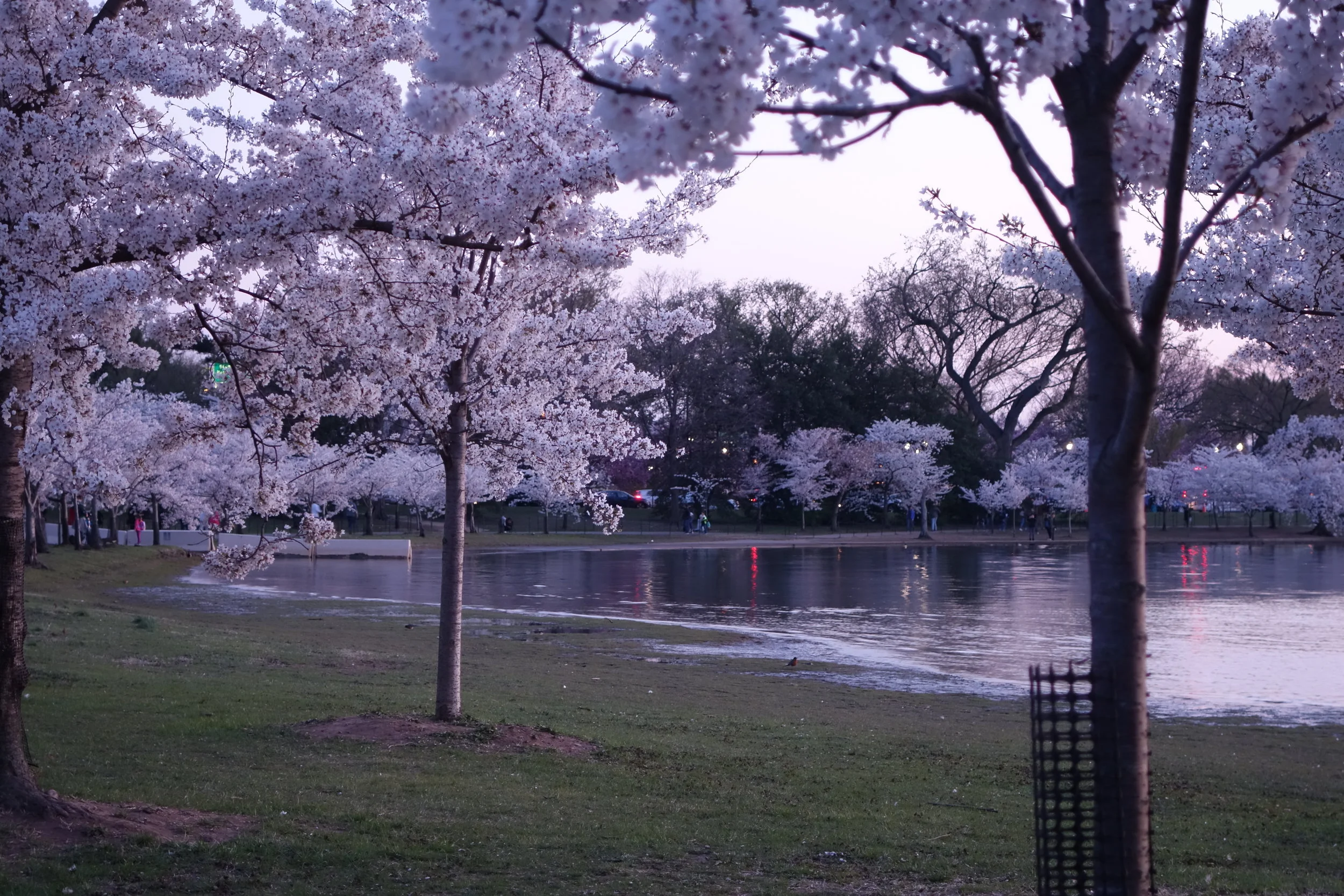 Wednesday Cherry Blossom Updates - April 11