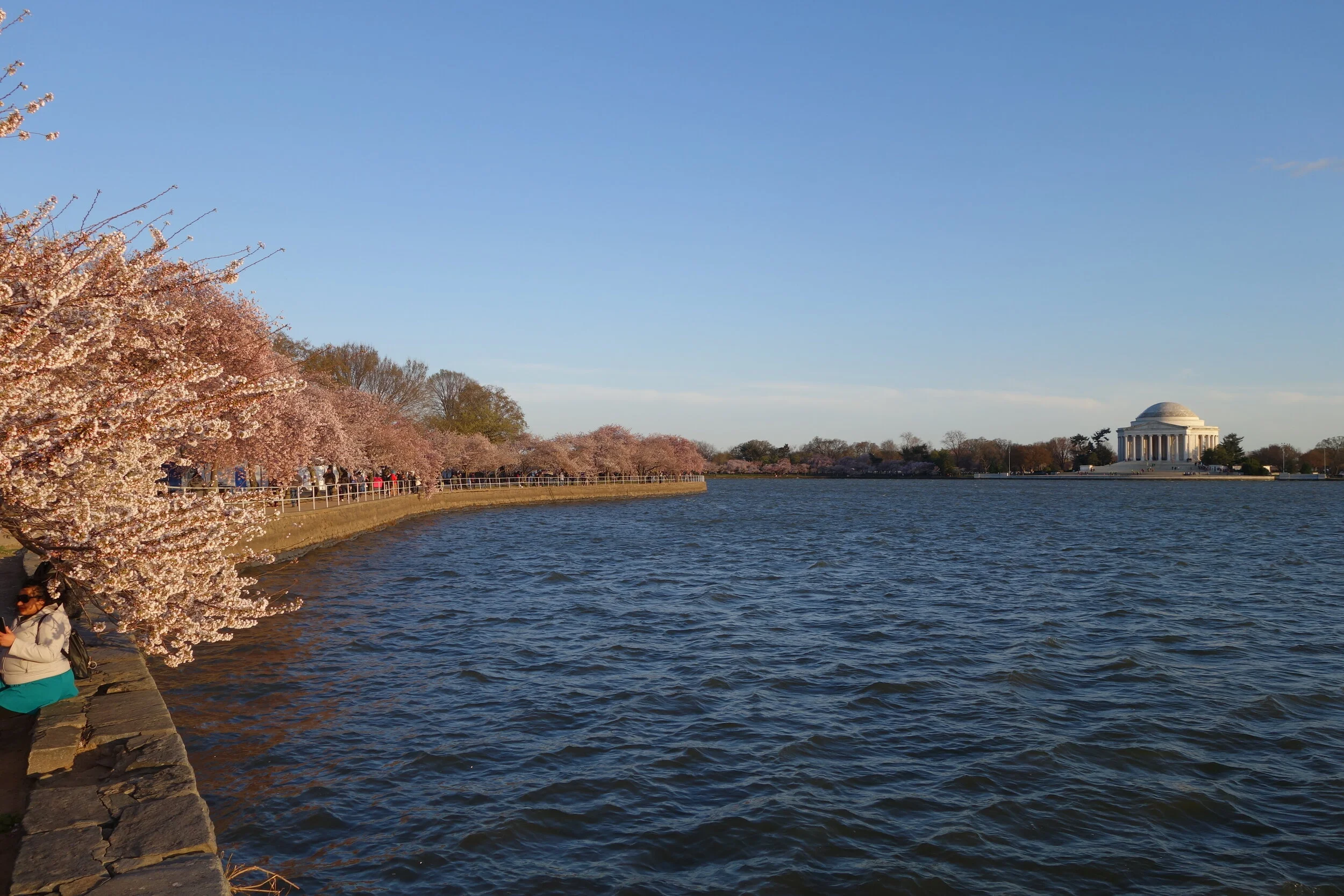 Spring in Washington DC - Cherry Blossoms are coming!