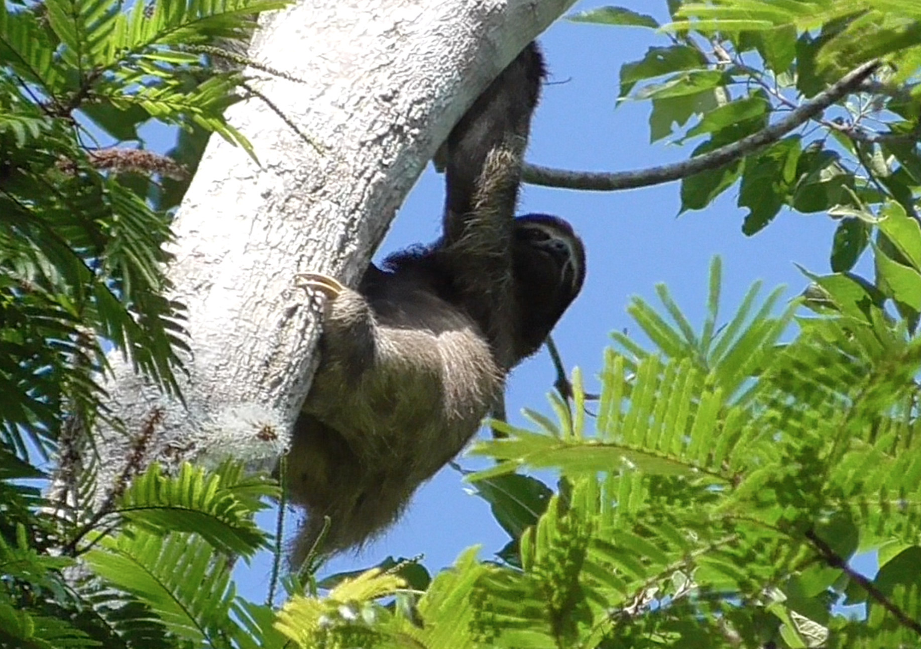 sloth2.png