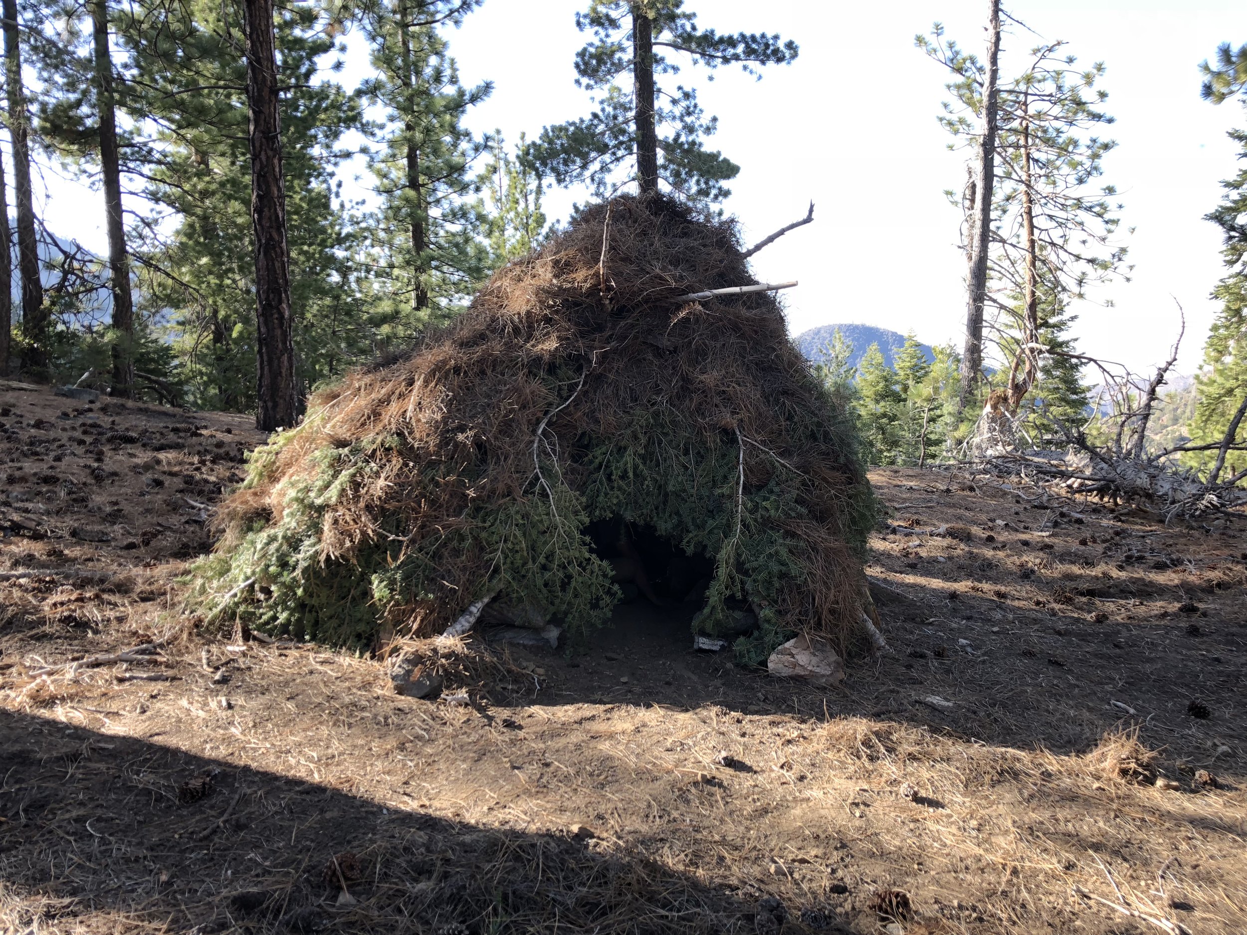 Primitive Shelter Building