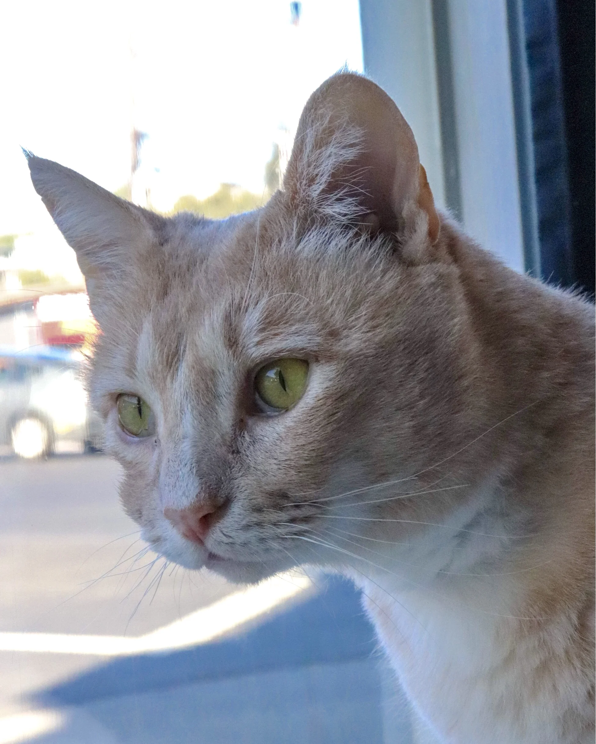 Romero during his stay at Cat Town Cafe and Adoption Center while he was awaiting adoption. Photo Credit: Cat Town Cafe and Adoption Center