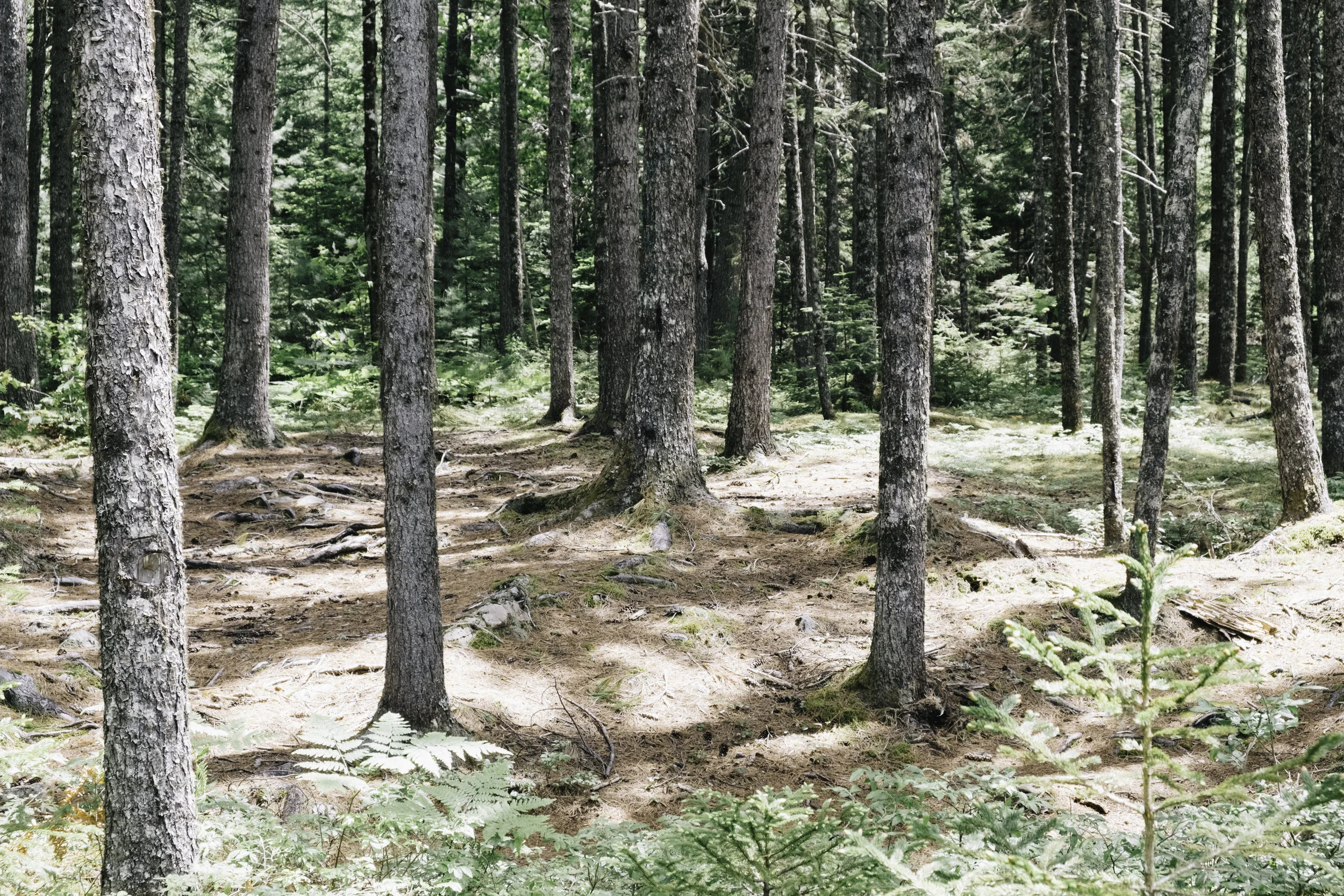 20170622_Woodstock_0010.jpg