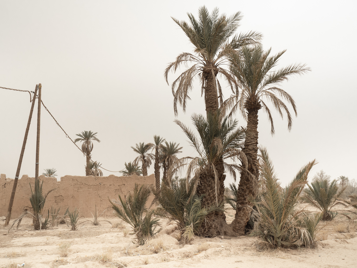 Alexandra-Marie-Interiors-Travel-Photography-Prints-Morroco-Safari-Desert-Palm-Tress-05.jpg