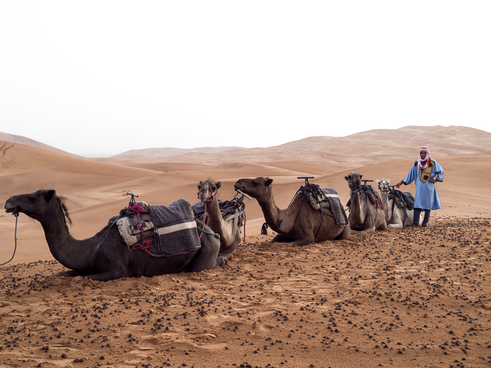 Alexandra-Marie-Interiors-Travel-Photography-Prints-Camel-Ride-Safari-Merzouga-Desert-21.jpg