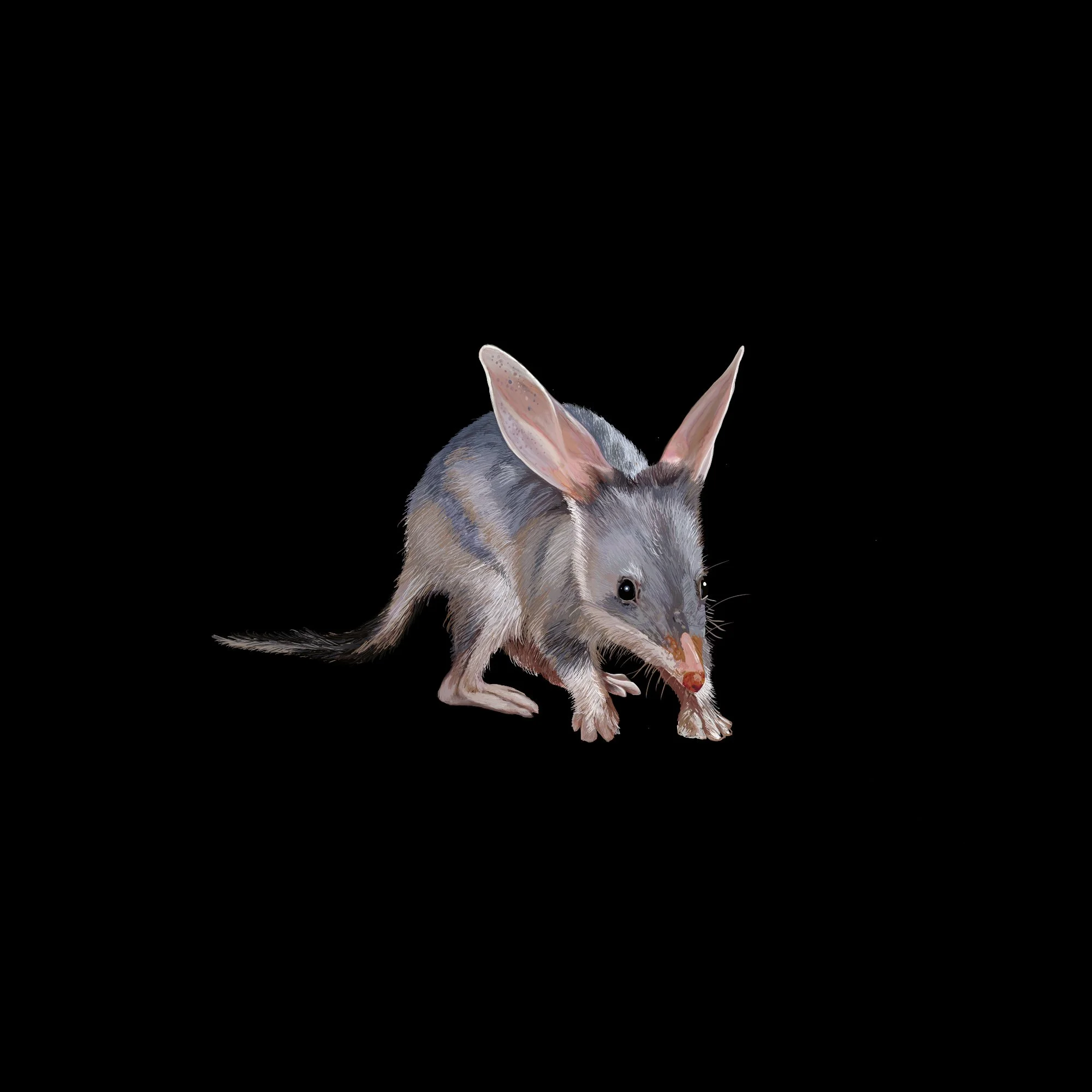 bilby-bySol.jpg