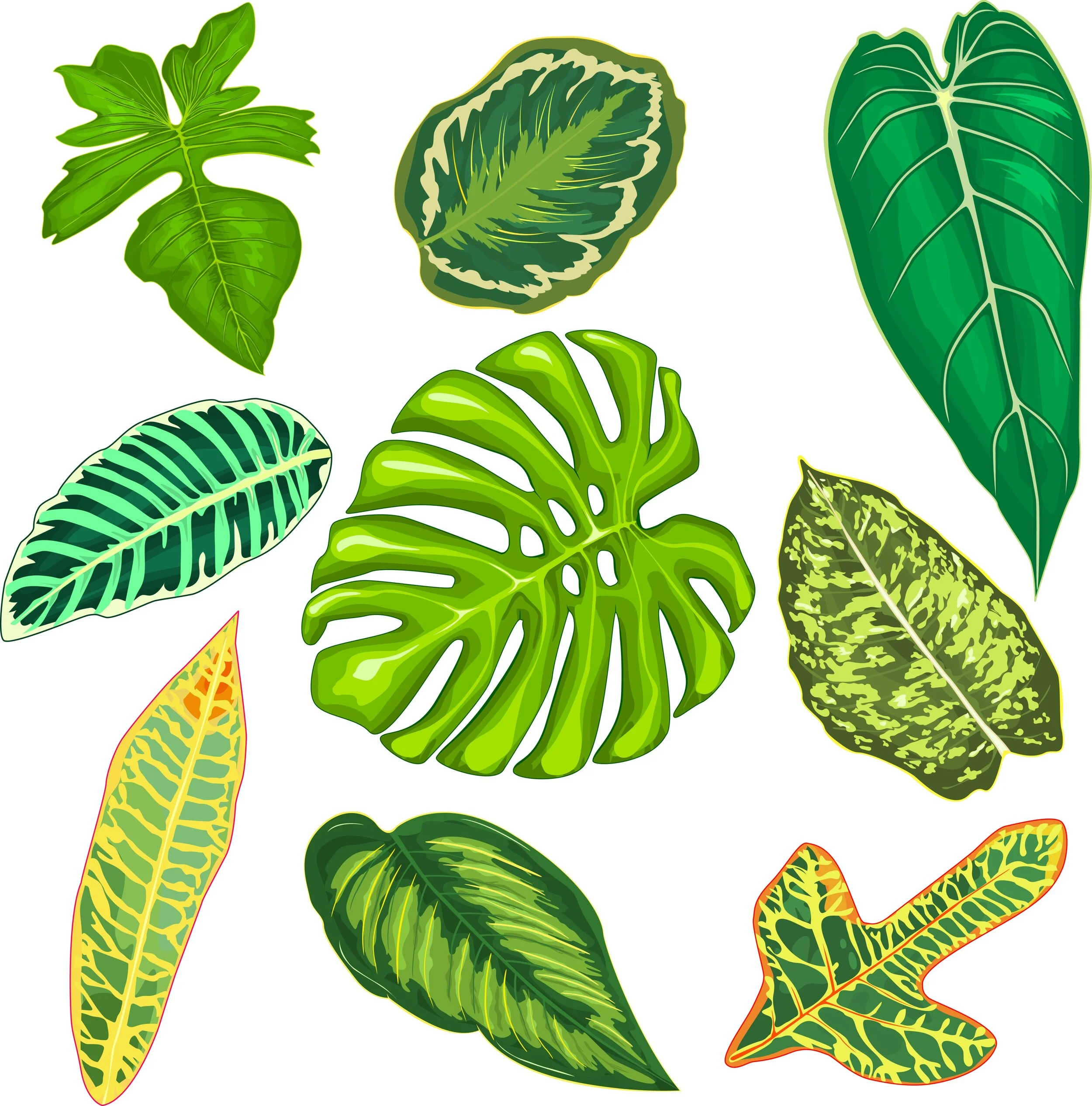 27476848_leaves-of-tropical-plants.jpg