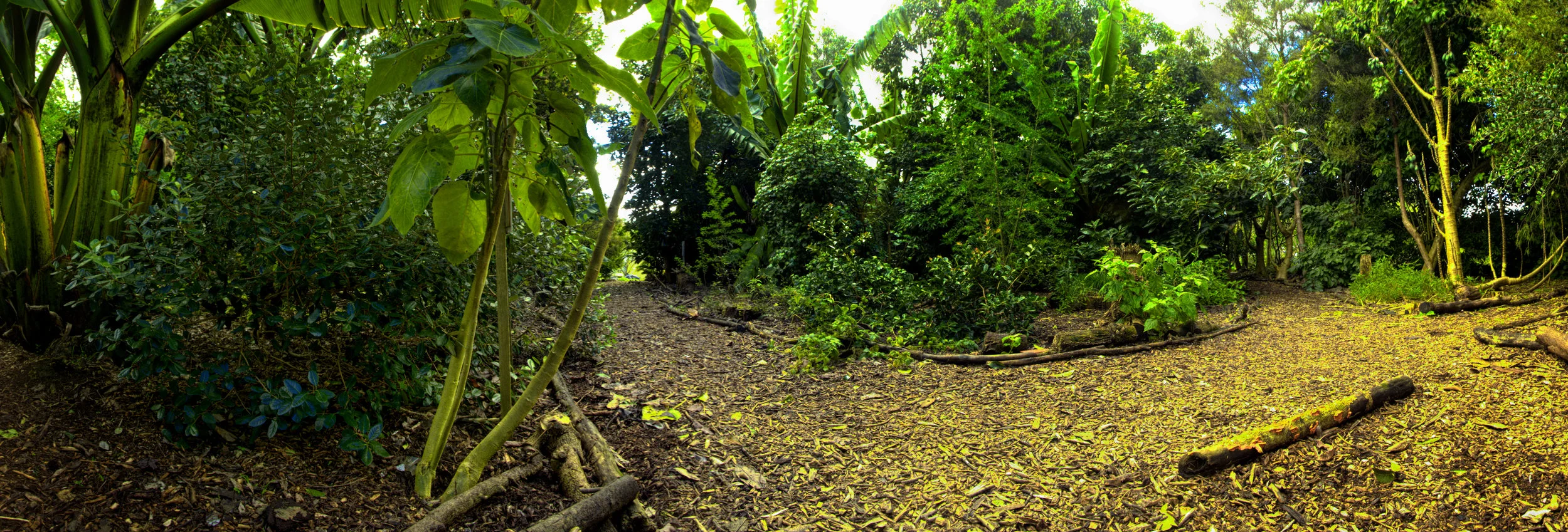 Food Forest.jpg