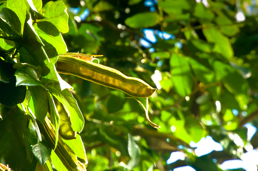 Iga Tree Food Forest — Sanctuary Gardens Mahi Whenua