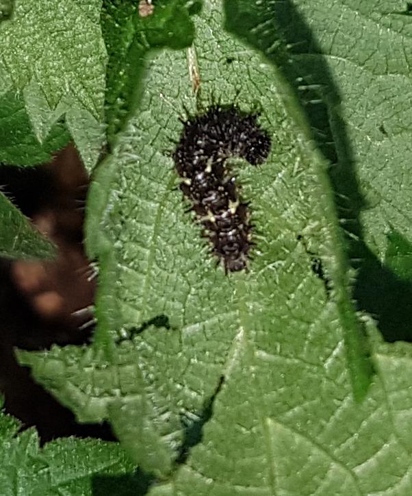  Caterpillars of the native  yellow admiral butterfly  ( Vanessa itea ) found in in the patch of introduced  perennial nettle  ( Urtica dioica ). 