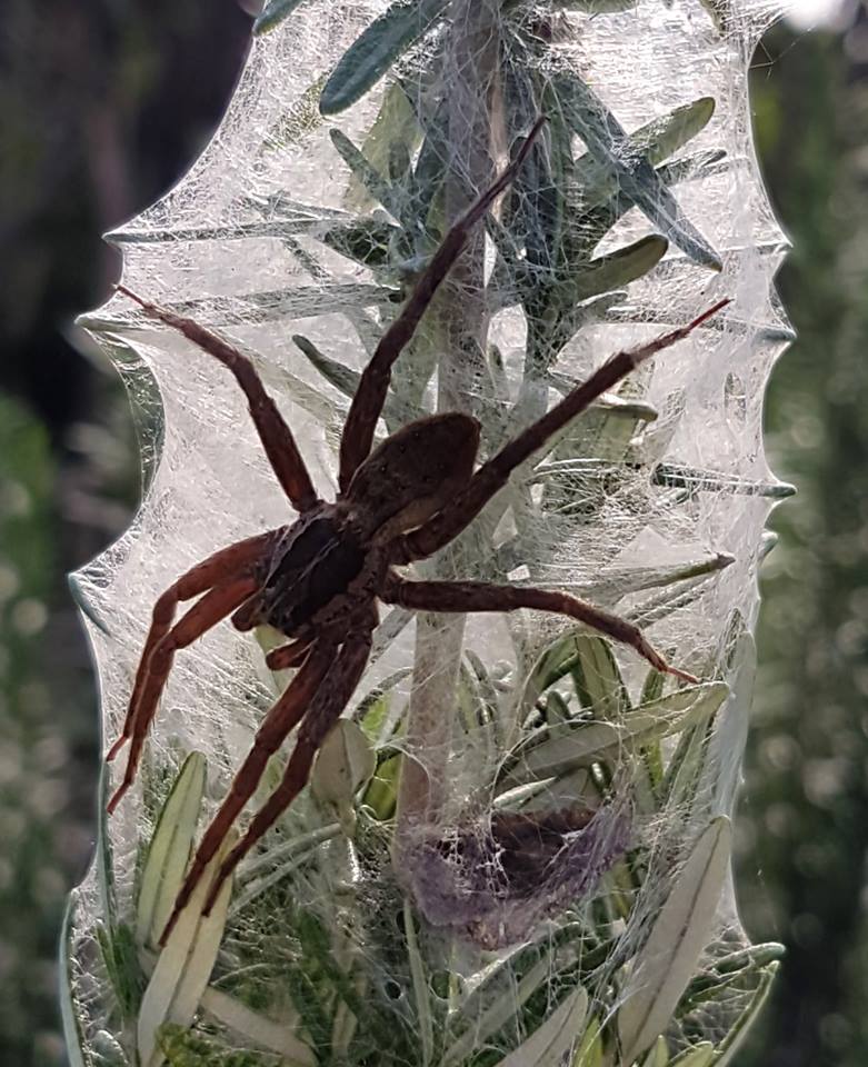  A female  nurseryweb spider  ( Dolomedes minor ) is guarding her eggsac on a  rosemary plant  ( Rosmarinus officinalis ). Usually females are only found on their nursery webs at night. This is a relatively large endemic species (body length about 25