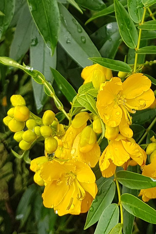  Our  buttercup tree  ( Senna corymbosa , variety "John Bull") has masses of 25 mm buttercup-yellow blooms. 