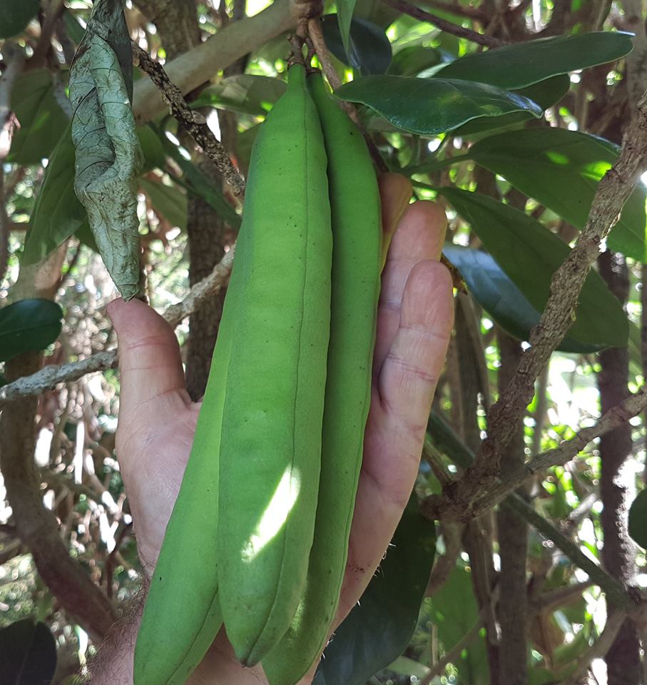  Our  Three Kings vine  ( Tecomanthe speciosa ) climbing one of the  Queensland kauri trees  ( Agathis robusta )&nbsp; has a few large seed pods that may remain attached for several years.  Tecomanthe  is an endemic species to the Three Kings Islands