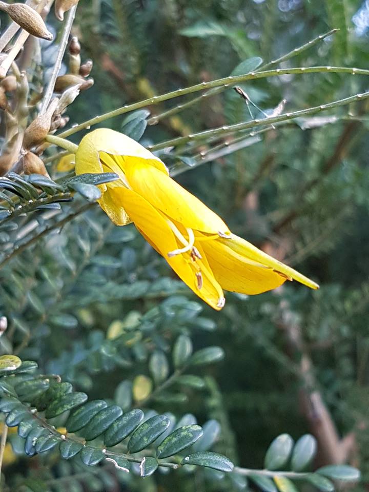  Our  Cook Strait kōwhai trees  ( Sophora molloyi ) start flowering in June. Its current conservation status is "at risk, naturally uncommon". 