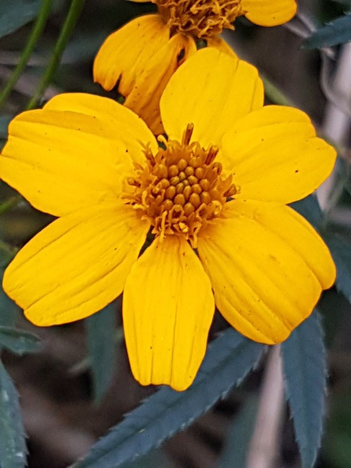 The  Mexican marigold  ( Tagetes lucida ) growing in the herb garden greets the visitor with its bright golden-yellow flowers. 