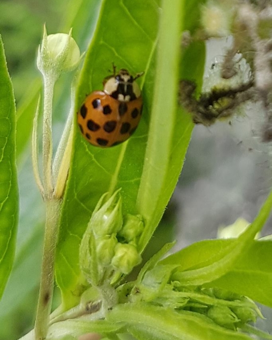   Harlequin ladybird  ( Harmonia axyridis ), a natural pesticide. The wing covers ( elytrae ) on this specimen are orange with black spots.&nbsp; 
