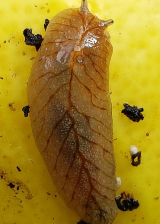  Living between leaves and fruit of a  lemon tree  ( Citrus limon cross ) are some endemic  leaf-veined slugs  ( Athoracophorus bitentaculatus ). 