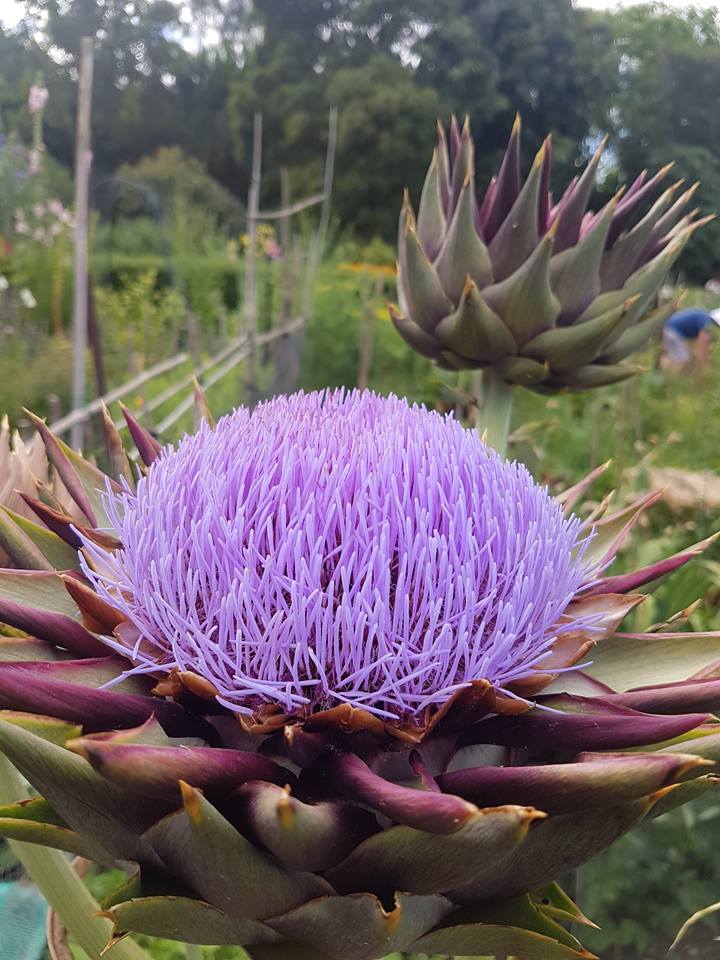   Globe artichokes  ( Cynara scolymus ) are large, perennial plants with silvery-green leaves, and often more than 2 m tall at the Sanctuary Mahi Whenua. 