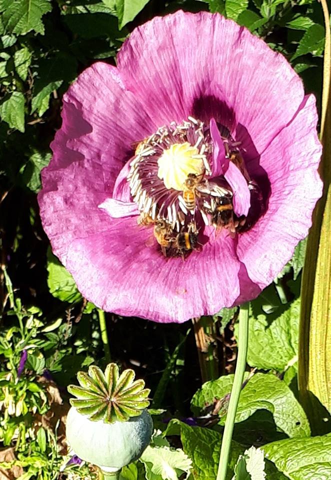   Honey bees  ( Apis mellifera ) and  twobanded bumble bees  ( Bombus terrestris ) visiting the newly opened poppy flowers (genus Papaver) 