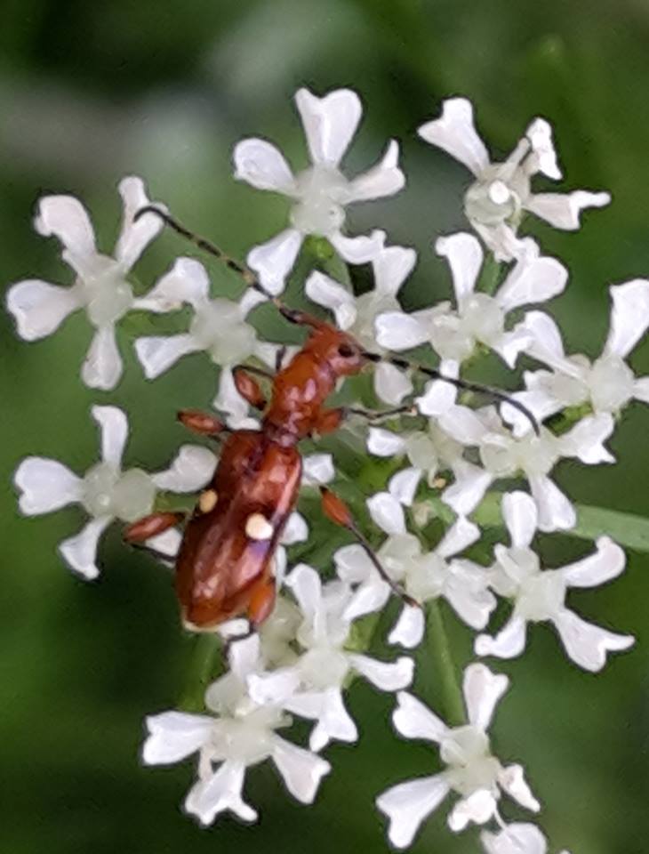 New Zealand endemic  flower longhorn beetle  ( Zorion batesi ) feeds on the pollen of a number of species, including hemlock here ( Conium maculatum , and has only been recorded from the Auckland region. 