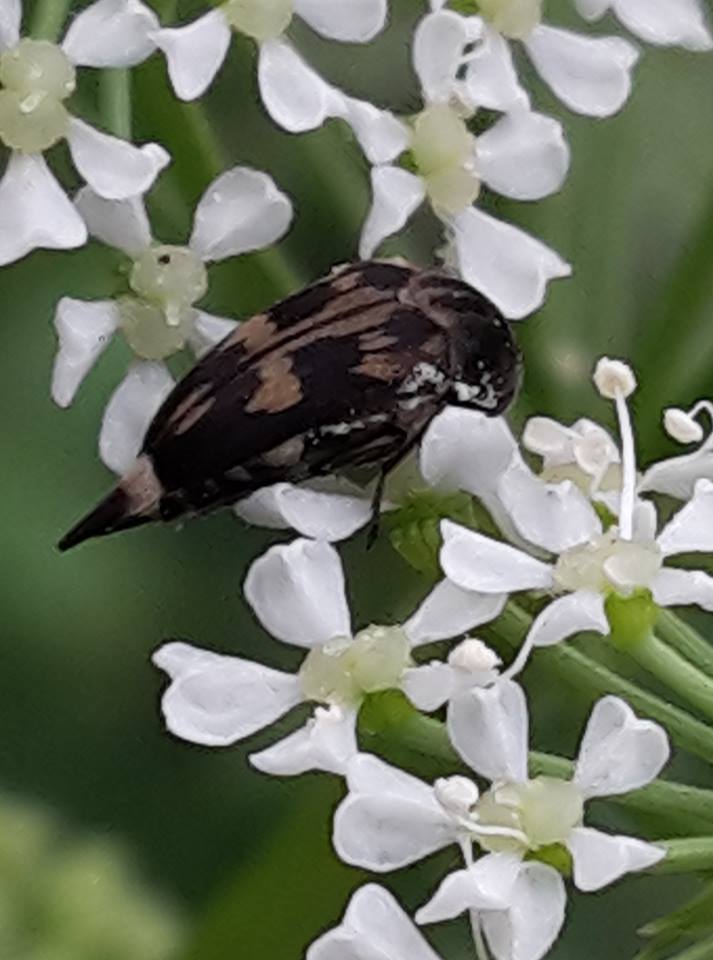  New Zealand endemic  tumbling   flower beetle  ( Zeamordella monacha ; family Mordellidae) on a flowering hemlock plant ( Conium maculatum ) 