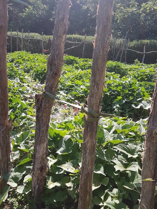 The kumara ( Ipomoea batatas ) in the puke (mounds) of the māra kumara. View through the māra boundary kānuka ( Kunzea ericoides ) poles shows one of the three tīraha (gifting mounds) at the front.