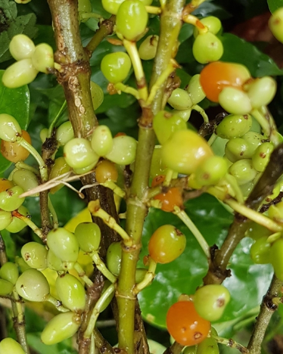  Small berries on this large branch of  taupata  ( Coprosma repens ) at the point of ripening. 