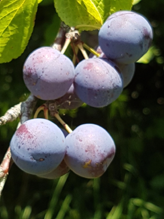   Damson plums  ( Prunus domestica subsp. insititia ) are both high in sugars and highly astringent, and are best known for jam making or flavouring gin. 