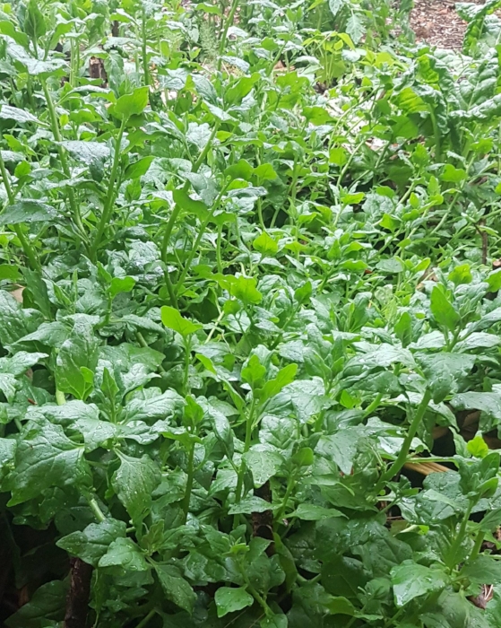   kōkihi  or  New Zealand spinach  ( Tetragonia tetragonioides ). It is native to New Zealand, Australia, Argentina, Chile, and Japan. Captain Cook used this species to help fight scurvy on the Endeavour in the 1769 voyage. 