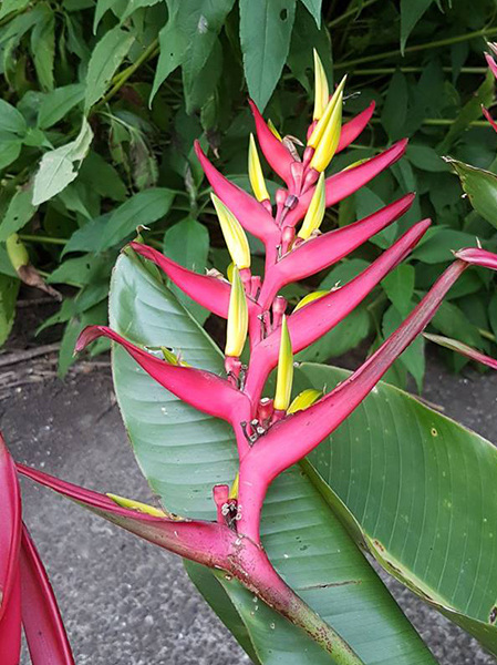  A flower spike of a  Heliconia  or false bird of paradise ( Heliconia subulata ) 