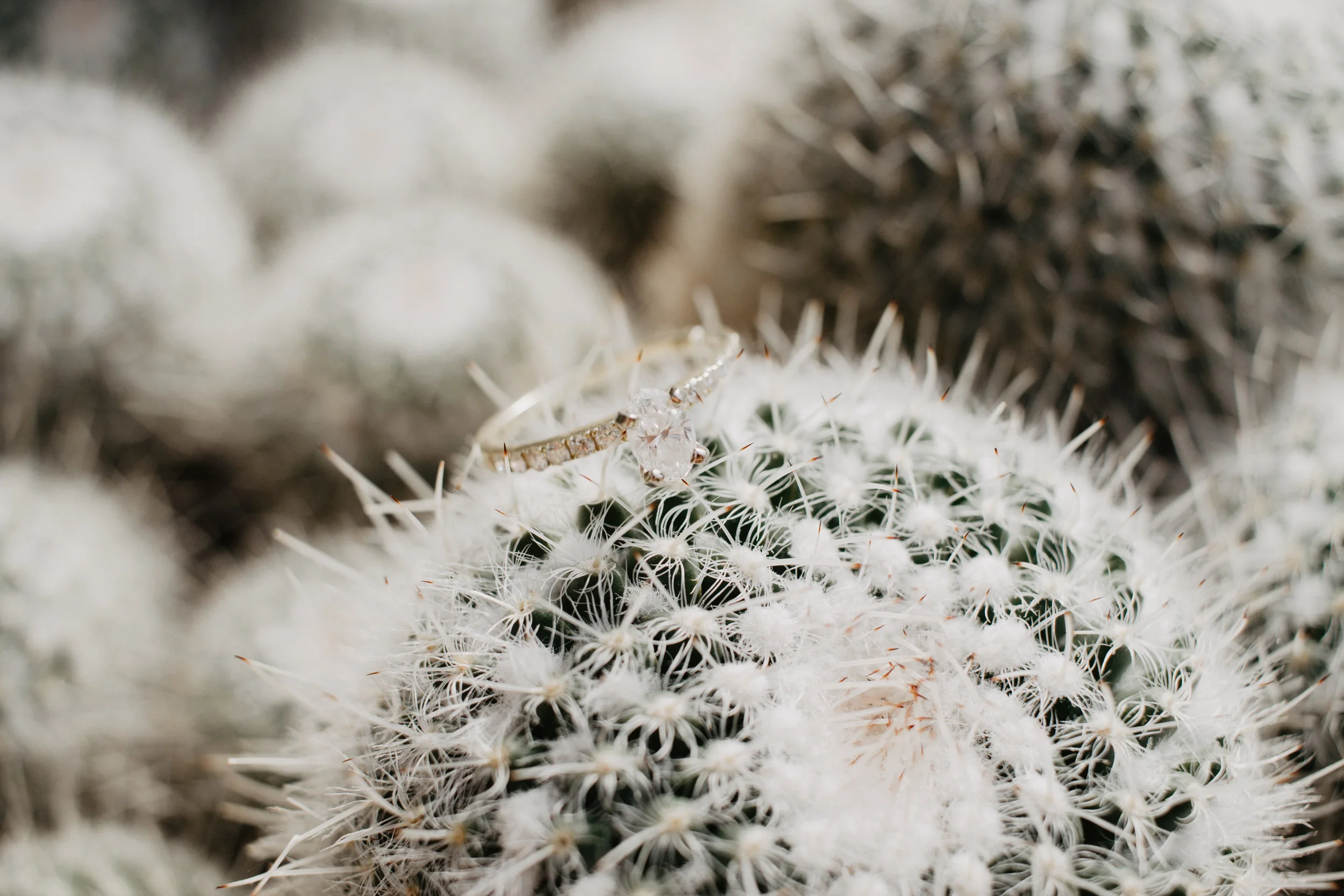 Columbus Franklin Park Engagement Session | Ohio Engagement + Wedding Photographer | Catherine Milliron Photography